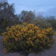 paisaje flora nativa el tigre