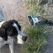 perro_policia